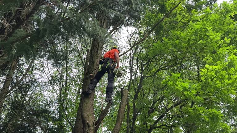  Pardeeville, WI Tree Removal and Landscaping Services Pros